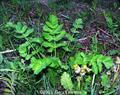 Pastinaca sativa